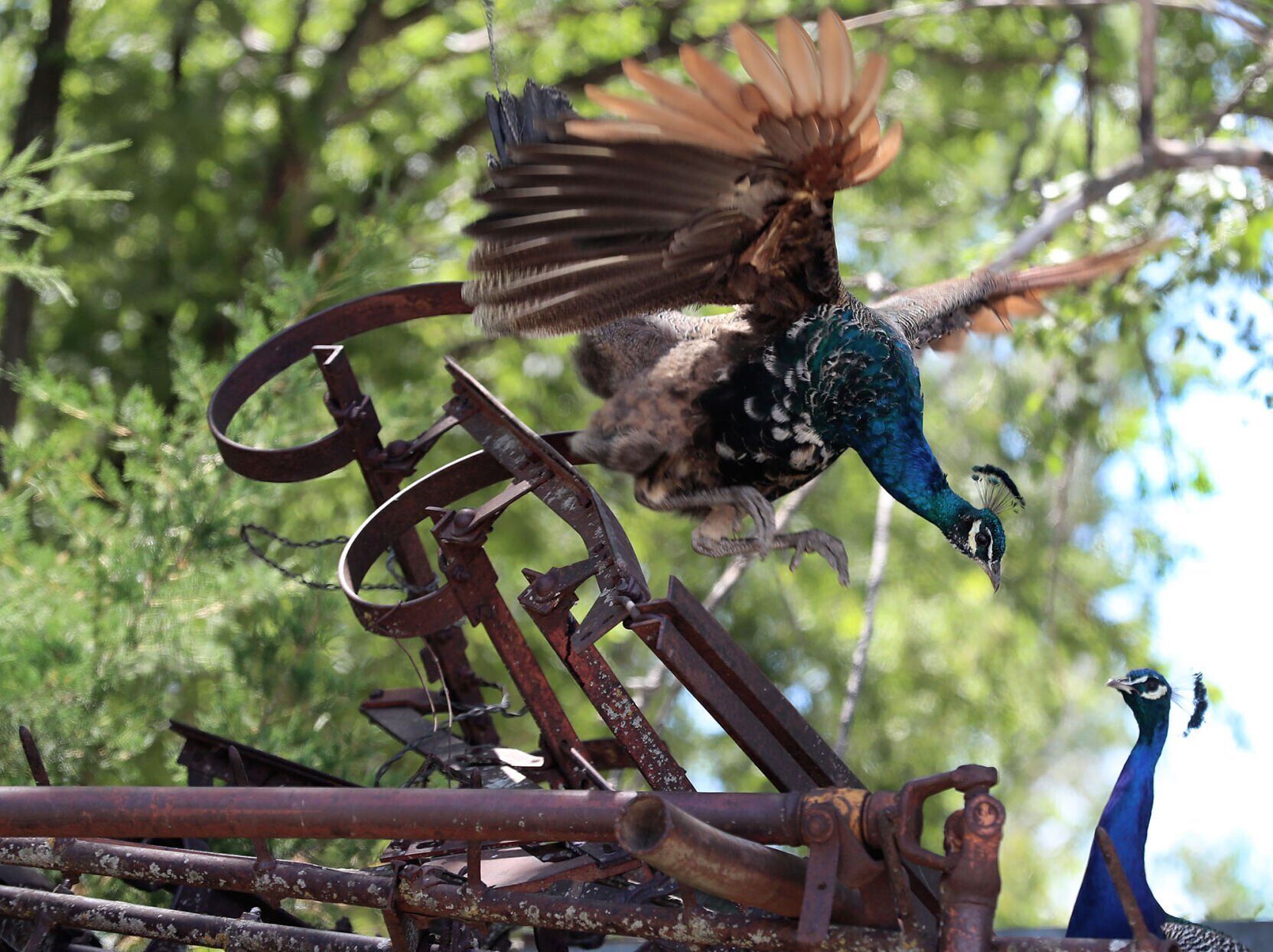 062322 Peacocks JRS 1.JPG